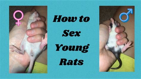 rat sex hd|Hot ️ and popular free porn videos .